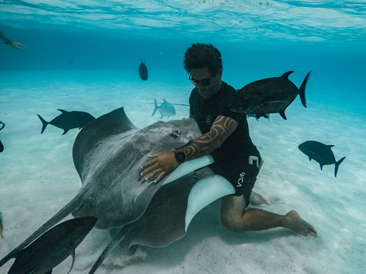 A person swimming with whales