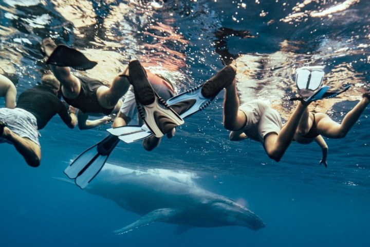 a group of people swimming in a body of water