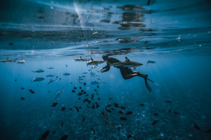 a dog swimming in a body of water