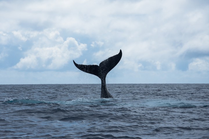 a bird flying over a body of water